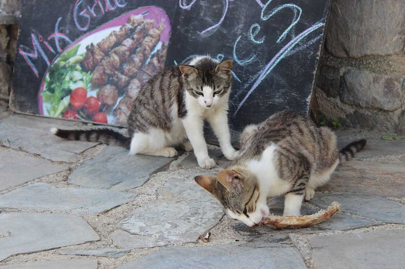 Tipps zum Katzenschutz im Urlaub (Foto: Tierschutzbund)