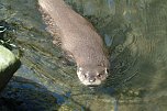 Hilfe für Fischotter (Foto: Flussbüro Erfurt) Hilfe für Fischotter (Foto: Flussbüro Erfurt)