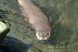 Hilfe für Fischotter