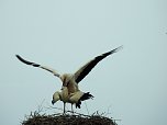 Fr&uuml;hling im Storchennest (Foto: Peter Blei)