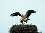Fr&uuml;hling im Storchennest (Foto: Peter Blei)