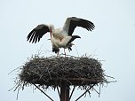 Fr&uuml;hling im Storchennest (Foto: Peter Blei)