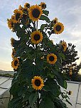 Sonnenblume in Kleinfurra (Foto: A.Störr)