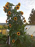 Sonnenblume in Kleinfurra (Foto: A.Störr)