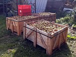 Apfelpflücken in Harztor (Foto: Sandra Witzel)