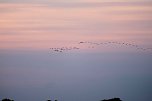 R&uuml;ckkehr der Kraniche (Foto: Peter Blei)