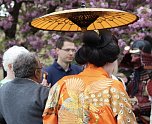 Hanami im Japanischen Garten Bad Langensalza (Foto: Eva Maria Wiegand)