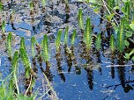 Sturmsch&auml;den,viel Wasser und sehr gute Fernsicht am ehemaligen Wald bei Urbach (Foto: Peter Blei)