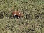 Gestellt im Feld - Kalb wurde nach neun Wochen wieder eingefangen (Foto: S. Dietzel) Gestellt im Feld - Kalb wurde nach neun Wochen wieder eingefangen (Foto: S. Dietzel)