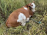 Gestellt im Feld - Kalb wurde nach neun Wochen wieder eingefangen (Foto: S. Dietzel) Gestellt im Feld - Kalb wurde nach neun Wochen wieder eingefangen (Foto: S. Dietzel)