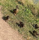 Am Gro&szlig;en Teich im Sondersh&auml;user Schlosspark (Foto: Wolfgang Lehmann)