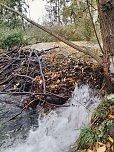 Vom Biber errichteter Damm in der Salza. (Foto: J.T.)