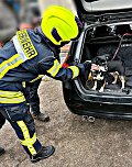 Entlaufener Hund ist wieder da (Foto: Feuerwehr Liebenrode)