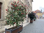 Das Jahr 2024 in Bad Langensalza - Kamelie am Alten Rathaus (Foto: emw/oas)
