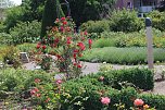 Rosenpracht in Rosengarten in Bad Langensalza (Foto: Eva Maria Wiegand)
