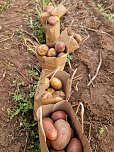 Kartoffelernte der Grundsch&uuml;ler in Werther (Foto: GS Werther)