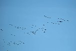 Kraniche über dem Südharz (Foto: Peter Blei) Kraniche über dem Südharz (Foto: Peter Blei)