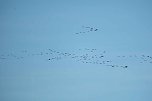 Kraniche über dem Südharz (Foto: Peter Blei) Kraniche über dem Südharz (Foto: Peter Blei)
