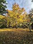 Der Herbst im Park (Foto: K.Knittel)
