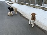 Eine Tierhaltung im Landkreis Nordhausen wurde aufgelöst. (Foto: Silvio ) Eine Tierhaltung im Landkreis Nordhausen wurde aufgelöst. (Foto: Silvio )