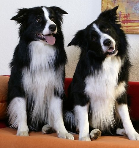 Hunde (Foto: Tierschutzorganisation Tasso)