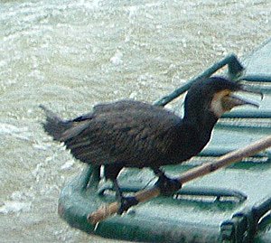 Jung Kormoran (Foto: Hans-J&uuml;rgen Schmidt)