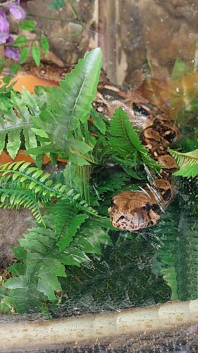 Eine Python aus dem "Fundus" (Foto: S. Dietzel)