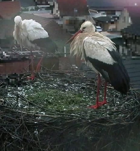 Auch der zweite Storch sitzt ab und zu im Nest. (Foto: Andreas Rezhak)