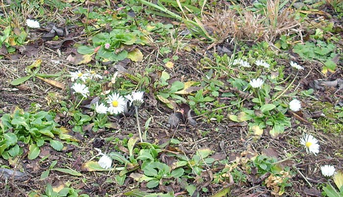 Dem Fr&uuml;hling begegnet? (Foto: Karl-Heinz Herrmann)