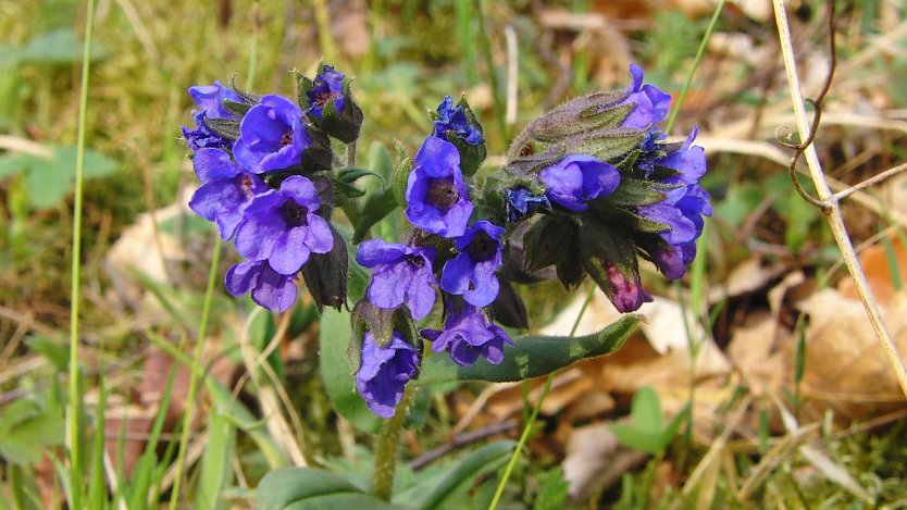 Die Pflanze von neben an: Schmalbl&auml;ttriges Lungenkrautes (Foto: B. Schwarzberg)