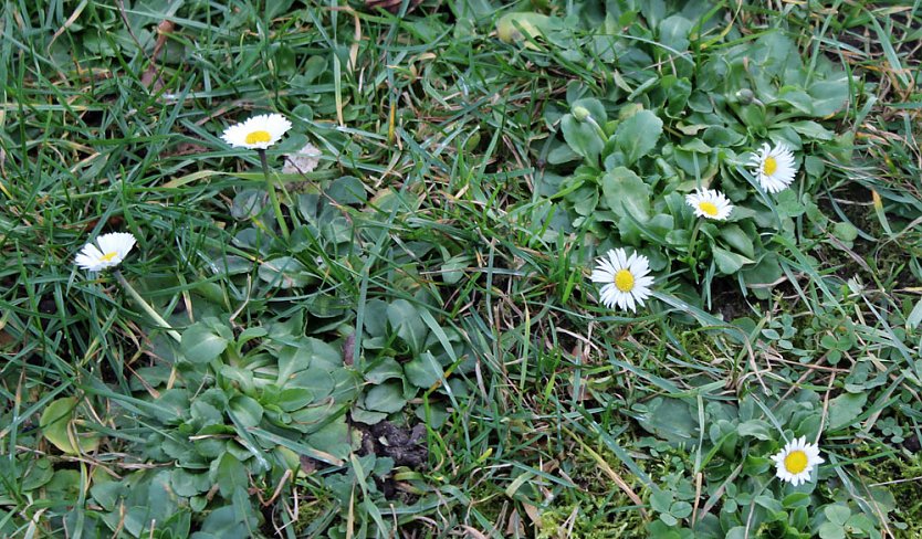 Verspätet oder verfrüht? (Foto: Karl-Heinz Herrmann) Verspätet oder verfrüht? (Foto: Karl-Heinz Herrmann)