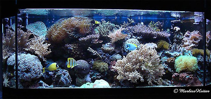 Das imposante Meerwasser-Aquarium von Marlies Heiter (Foto: privat)