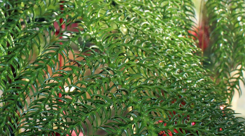 Der &ouml;kologischen Weihnachtsbaum (Foto: Karl-Heinz Herrmann)