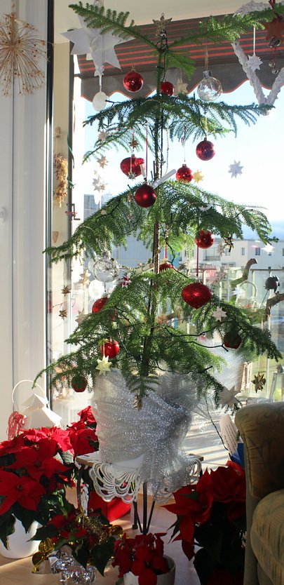 Der &ouml;kologischen Weihnachtsbaum (Foto: Karl-Heinz Herrmann)