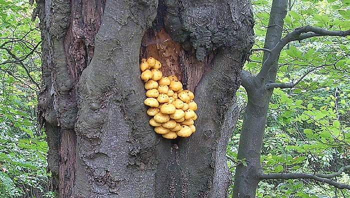 Pilze im Wald (Foto: Karl-Heinz Herrmann)