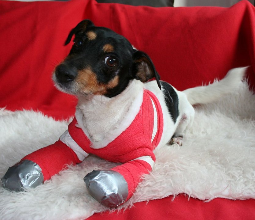 "Pelle" bekam Hilfe (Foto: Tierschutzbund Deutschland)