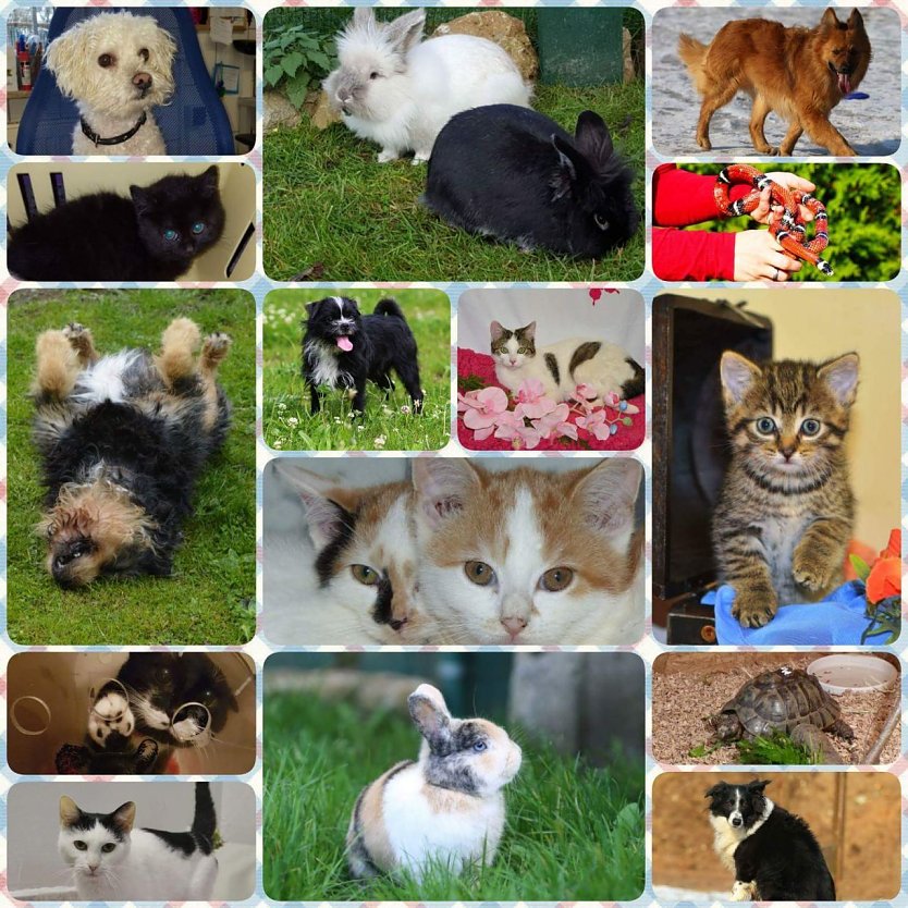 Tier(e) der Woche 2017 (Foto: Tierheim Nordhausen)