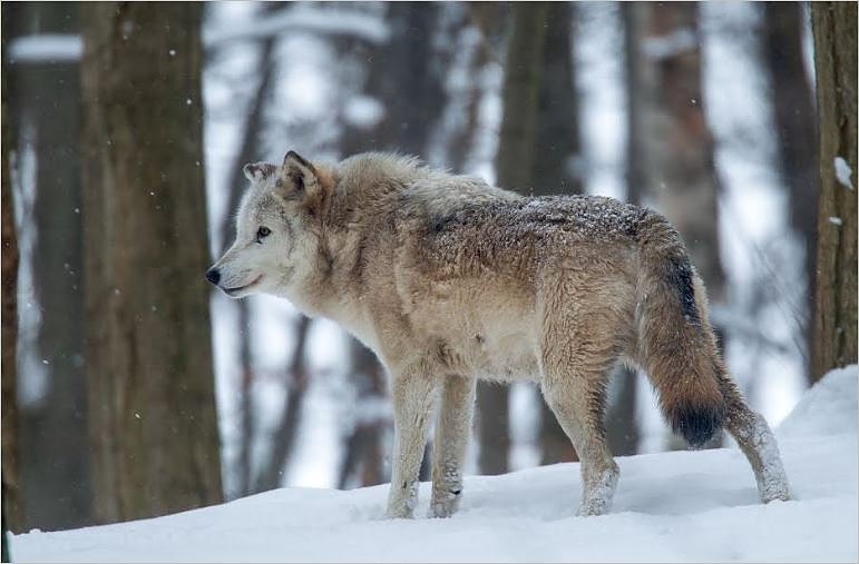 Wolf (Foto: B&auml;renpark)
