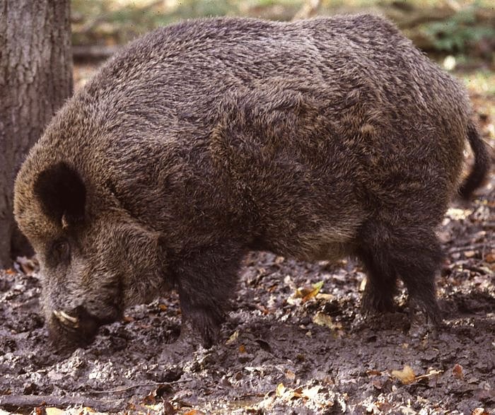 Wildschwein (Foto: privat)