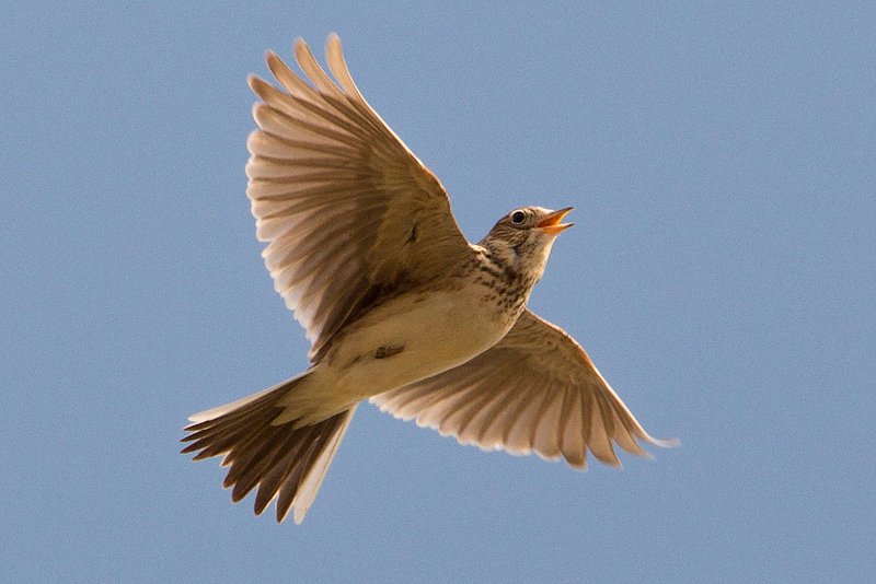 Die Feldlerche (Foto: Kulturbund f&uuml;r Europa e. V.)