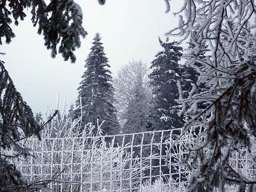 Winter im Harz (Foto: Familie Hankel)