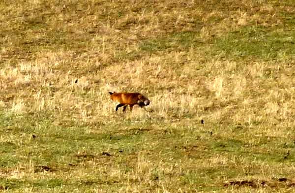 Fuchs auf der Jagd (Foto: J. Hankel)
