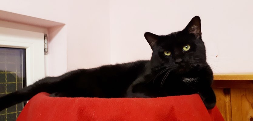 Johnny (Foto: Tierschutz Nordhausen) Johnny (Foto: Tierschutz Nordhausen)