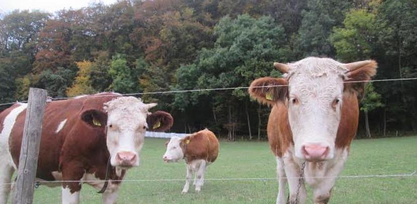 Kühe (Foto: Schneider) Kühe (Foto: Schneider)