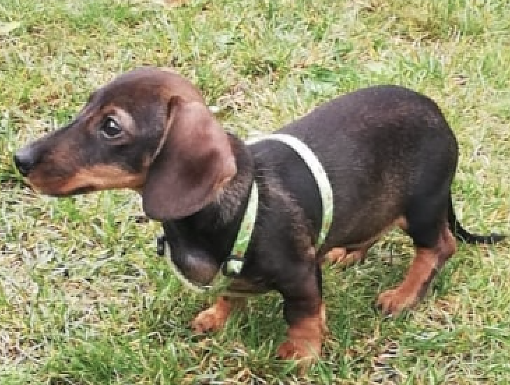 Wo ist Kurt? (Foto: privat)