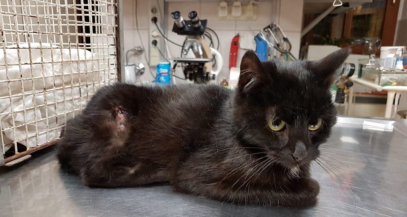 Kater (Foto: Tierheim sondershausen)