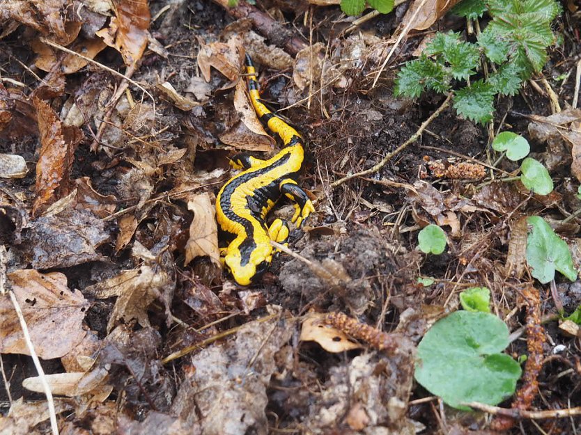 Der letzte Schnee und Vorboten des Frühlings (Foto: privat) Der letzte Schnee und Vorboten des Frühlings (Foto: privat)