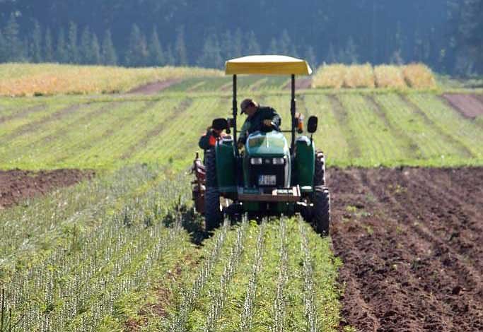 Th&uuml;ringenForst will 1,5 Millionen neue B&auml;ume pflanzen (Foto: Th&uuml;ringenForst)