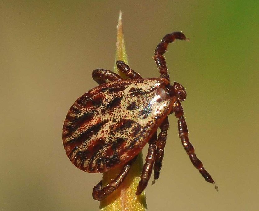 Die Zeckenzeit beginnt 2020 fr&uuml;h... (Foto: Th&uuml;ringenForst)