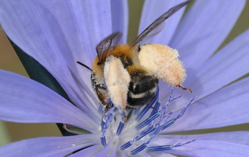 Braunbürstige Hosenbiene an einer Blüte  (Foto: Hannes Petrischak)